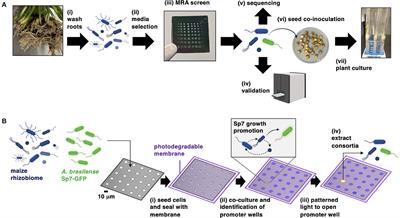 Screening the maize rhizobiome for consortia that improve Azospirillum brasilense root colonization and plant growth outcomes